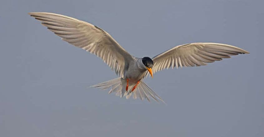 River Tern Thrissur